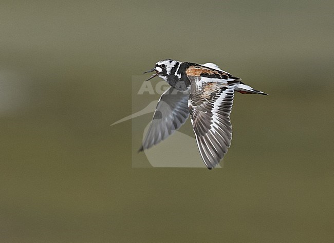 Karikukko (Arenaria interpress) Turnstone, heinakuu / July 2006, Varanger, Norway stock-image by Agami/Jari Peltomäki,