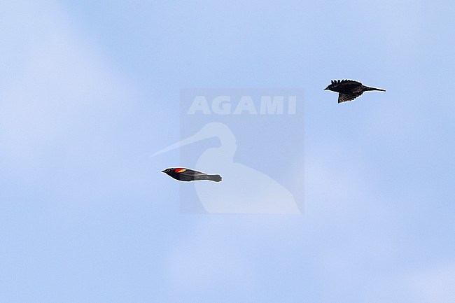 Red-winged Blackbird (Agelaius phoeniceus), male in flight during migration at Cape May, New Jersey, USA stock-image by Agami/Helge Sorensen,