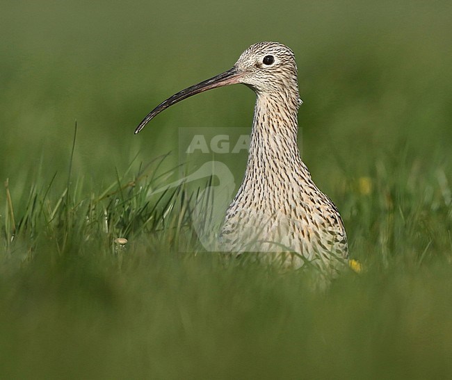 Eurasian Curlew (Numenius arquata), adult standing in the grass. stock-image by Agami/Fred Visscher,