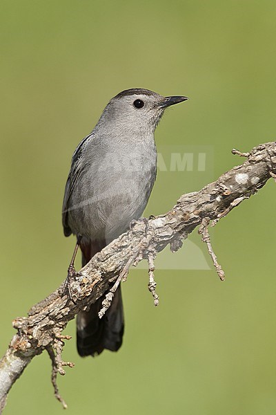 Katvogel, Gray Catbird stock-image by Agami/Brian E Small,