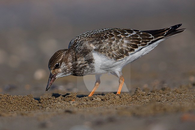 Ruddy Turnstone, Juvenile standing on the beach, Campania, Italy (Arenaria interpres) stock-image by Agami/Saverio Gatto,