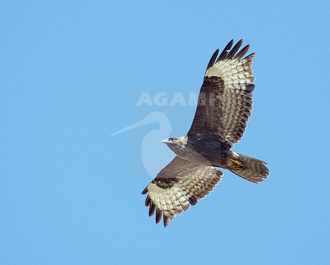 Dark phase Steppe Buzzard (Buteo buteo vulpinus) soaring overhead during migration in Eilat mountains, Israel. Showing under wing pattern. stock-image by Agami/Dick Forsman,