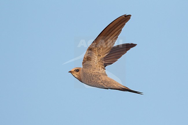 Vale Gierzwaluw in vlucht, Pallid Swift in flight stock-image by Agami/Daniele Occhiato,