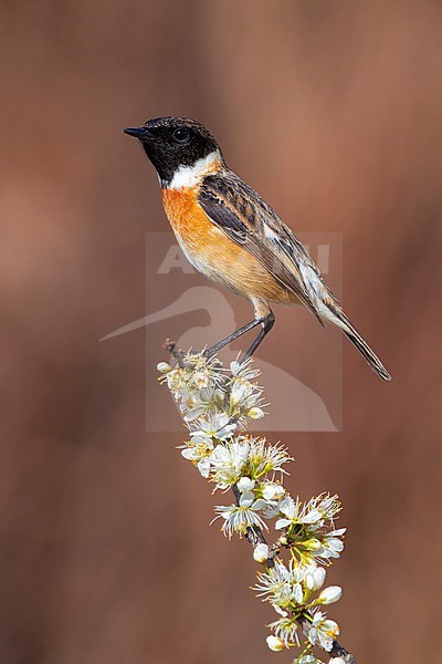 European Stonechat (Saxicola rubicola), adult male perched on a Blackthorn branch, Campania, Italy stock-image by Agami/Saverio Gatto,