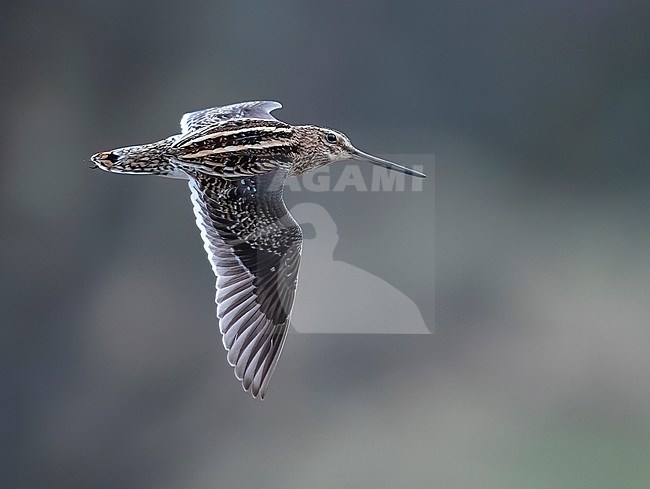 Side view of an adult Common Snipe (Gallinago gallinago) in flight; wings seen from above. Finland. stock-image by Agami/Markku Rantala,