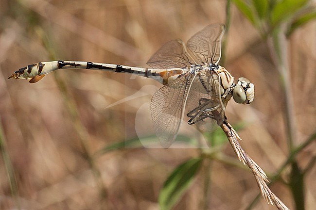 Vrouwtje Vaandeldrager, Female Lindenia tetraphylla stock-image by Agami/Wil Leurs,