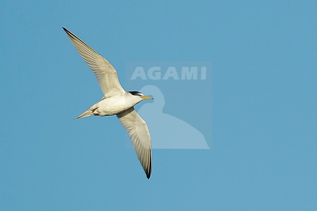 Adult Least Tern (Sternula antillarum) in summer plumage flying against blue sky in Galveston County, Texas, USA. stock-image by Agami/Brian E Small,