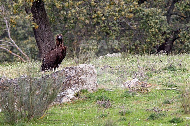 Monniksgier zittend; Cinereous Vulture perched stock-image by Agami/Hans Germeraad,