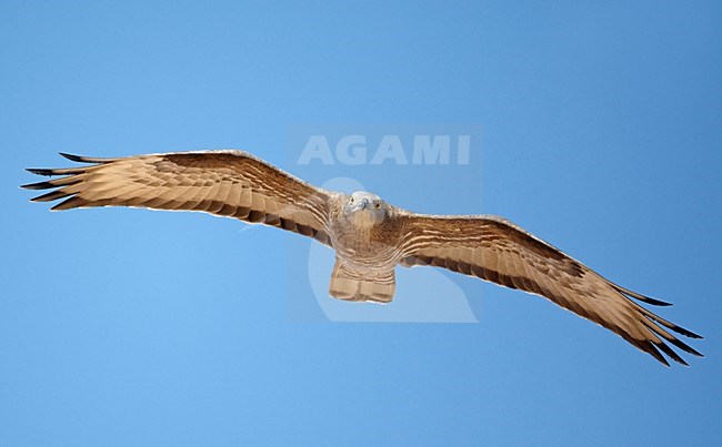 Volwassen Wespendief in de vlucht; Adult European Honey Buzzard in flight stock-image by Agami/Markus Varesvuo,