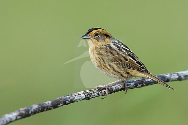 Nelson's Sparrow (Ammodramus nelsoni) perched in its breeding habitat, undisturbed marshes. stock-image by Agami/Brian E Small,