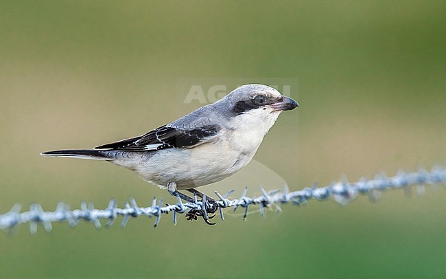 Immature Lesser Grey Shrike perched in a field in Othée, Belgium. August 29, 2009. stock-image by Agami/Vincent Legrand,