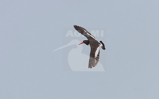 American Oystercatcher (Haematopus palliatus), in flight at Stone Harbor, New Jersey, USA stock-image by Agami/Helge Sorensen,