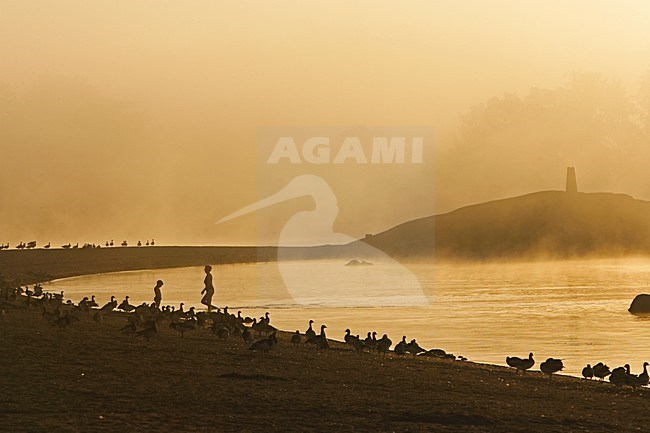 Barnacle Goose group resting on beach on edge of town; Brandgans groep rustend op strand aan de rand van een stad stock-image by Agami/Markus Varesvuo,