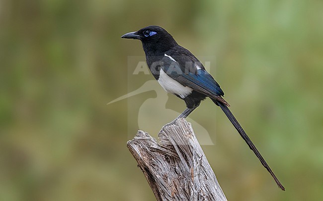 Adult Maghreb Magpie (Pica mauritanica) perched in Morocco. stock-image by Agami/Vincent Legrand,