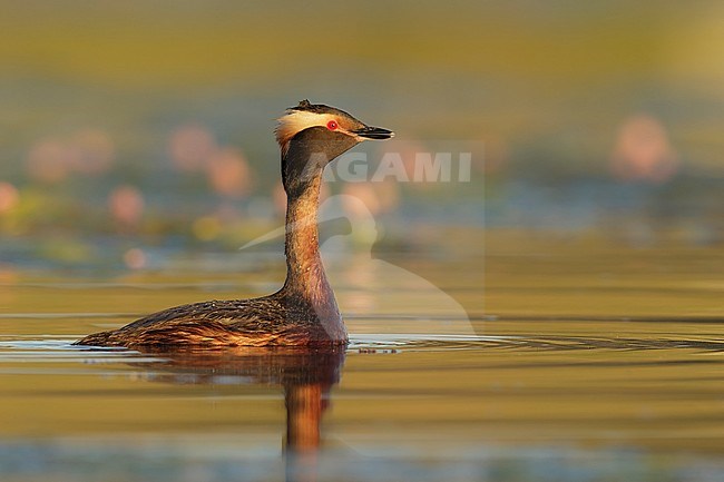 Adult summer plumaged American Horned Grebe (Podiceps auritus cornutus) swiming in a lilly covered lake in Kamloops, B.C. in Canada. stock-image by Agami/Brian E Small,