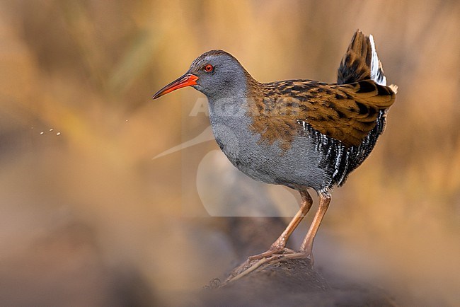 Adult Water Rail (Rallus aquaticus) standing in shallow water in Italy. stock-image by Agami/Daniele Occhiato,