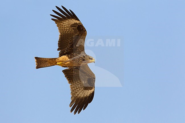 Juveniele Zwarte Wouw in de vlucht; Juvenile Black Kite in flight stock-image by Agami/Daniele Occhiato,