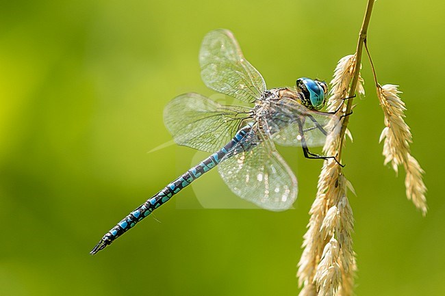 Male Southern Migrant Hawker; Man Zuidelijke glazenmaker, stock-image by Agami/Onno Wildschut,