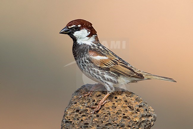 Adult male Spanish Sparrow stock-image by Agami/Daniele Occhiato,