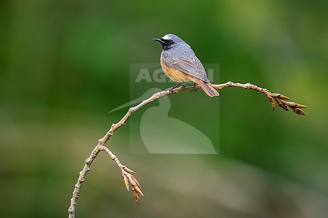 First summer Common Redstart (Phoenicurus phoenicurus phoenicurus) in a branch in Josaphat park, Brussels, Vlaamse Brabant, Belgium. stock-image by Agami/Vincent Legrand,