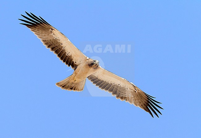 Booted Eagle (Hieraaetus pennatus), light morph juvenile in flight seen from below stock-image by Agami/Saverio Gatto,