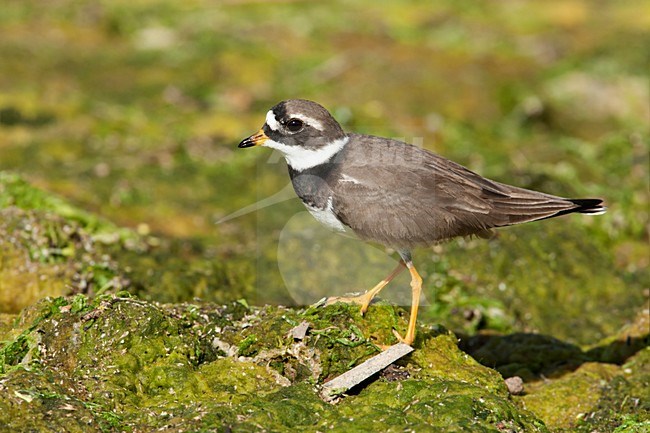 Bontbekplevier Lesbos Griekenland, Common Ringed Plover Lesvos Greece stock-image by Agami/Wil Leurs,