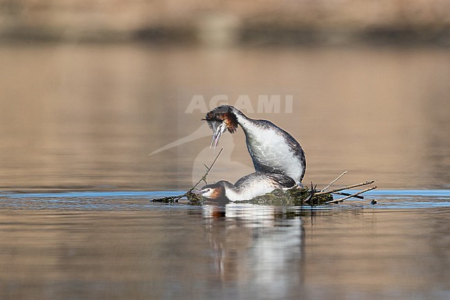 Copulating Great Crested Grebe (Podiceps cristatus) on their nest on Kochelsee, a lake at the alpine foothills stock-image by Agami/Mathias Putze,