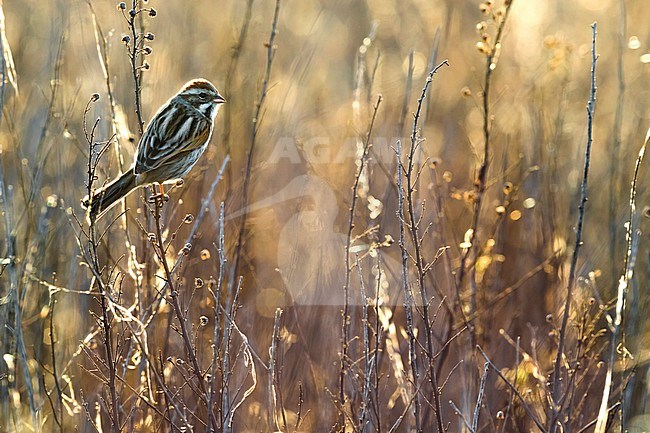 Wintering Common Reed Bunting (Emberiza schoeniclus) perched on a small twig in a rural field in Italy. Photographed with backlight. stock-image by Agami/Daniele Occhiato,