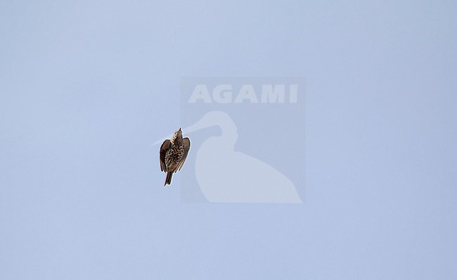 Mistle Thrush (Turdus viscivorus) in flight at migration at Gilbjerg, Denmark stock-image by Agami/Helge Sorensen,