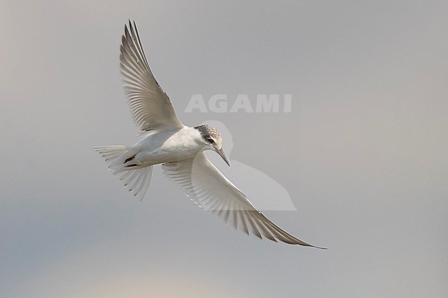 Juvenile Little Tern (Sternula albifrons) in the Mediterranean sea in Italy. Seen from below. stock-image by Agami/Daniele Occhiato,