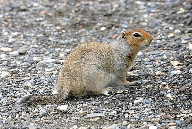 Arctische Grondeekhoorn; Arctic ground squirrel; stock-image by Agami/Pete Morris,