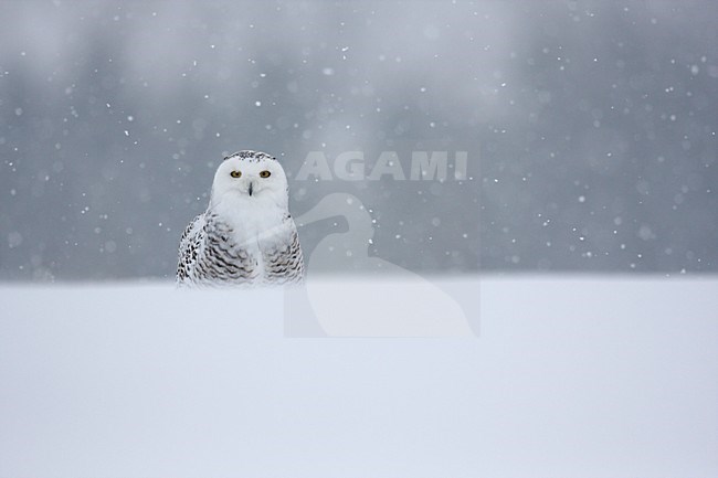 Sneeuwuil zittend in sneeuw; Snowy Owl perched in snow stock-image by Agami/Chris van Rijswijk,