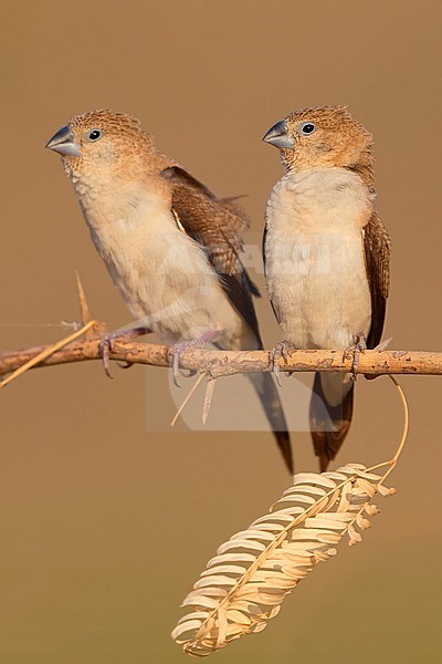 African Silverbill (Euodice cantans), two individuals perched on a branch stock-image by Agami/Saverio Gatto,