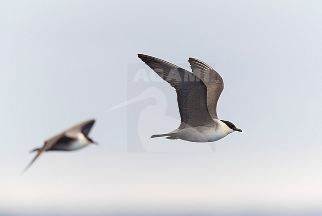 Long-tailed Skua (Stercorarius longicaudus) adult moulting to winter plumage, flying off Madeira above the Atlantic ocean stock-image by Agami/Marc Guyt,