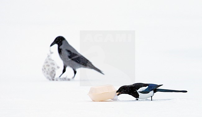 Ekster en Bonte Kraai in de sneeuw, Magpie  and Hooded Crow in the snow stock-image by Agami/Markus Varesvuo,