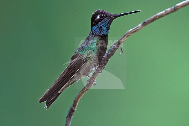 Adult male 
Cochise Co., AZ
April 2004 stock-image by Agami/Brian E Small,