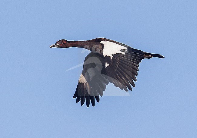 Male Muscovy Duck (Cairina moschata) in flight stock-image by Agami/Steve Howell,