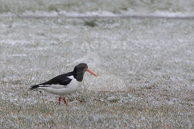 Scholekster in sneeuwbui Nederland, Eurasian Oystercatcher in snowstorm Netherlands stock-image by Agami/Wil Leurs,