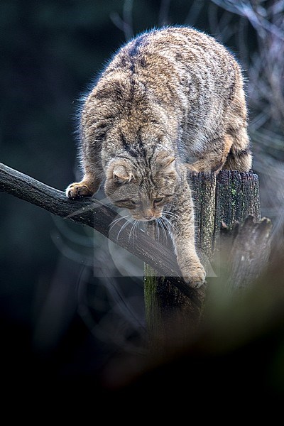 Europese Wilde Kat, European Wild Cat stock-image by Agami/Wil Leurs,