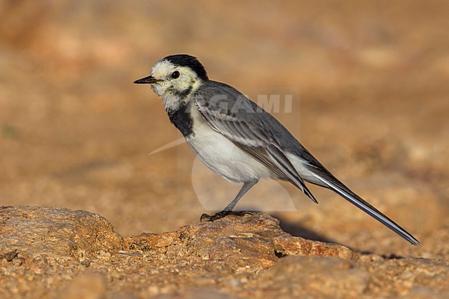 Witte Kwikstaart; White Wagtail; Motacilla alba stock-image by Agami/Daniele Occhiato,