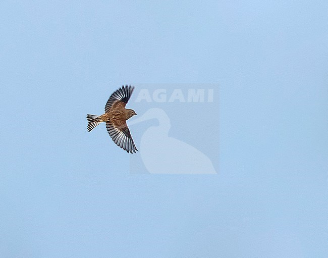 Common Linnet (Carduelis cannabina) migrating in The Netherlands. stock-image by Agami/Edwin Winkel,