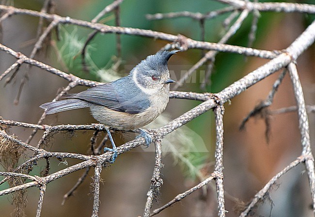 Grey-crested tit (Lophophanes dichrous) in Northeast India. stock-image by Agami/Dani Lopez-Velasco,