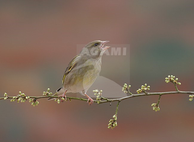 Groenling op een takje; European Greenfinch perched on a twig stock-image by Agami/Reint Jakob Schut,