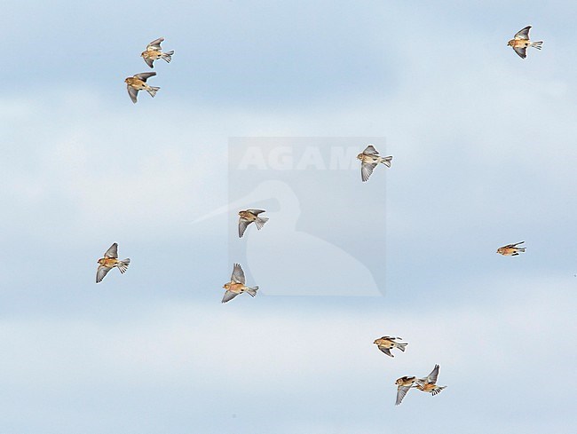Flock of European Linnets (Carduelis cannabina) in flight stock-image by Agami/Tomi Muukkonen,