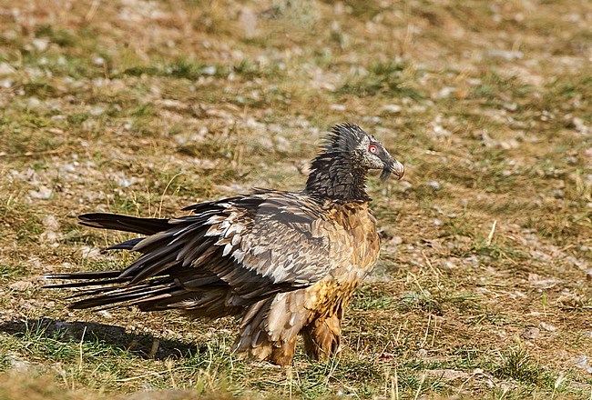 Bearded Vulture perched, Lammergier zittend stock-image by Agami/Alain Ghignone,