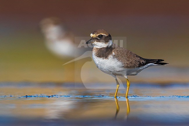 Bontbekplevier; Common Ringed Plover; Charadrius hiaticula stock-image by Agami/Daniele Occhiato,