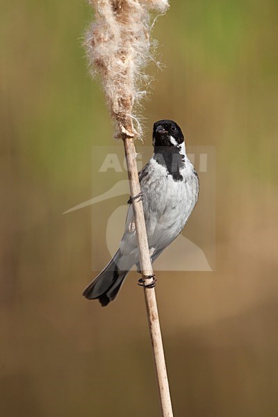 Mannetje Rietgors op lisdodde stengel Nederland, Male Common Reed Bunting on cattail stalk Netherlands stock-image by Agami/Wil Leurs,