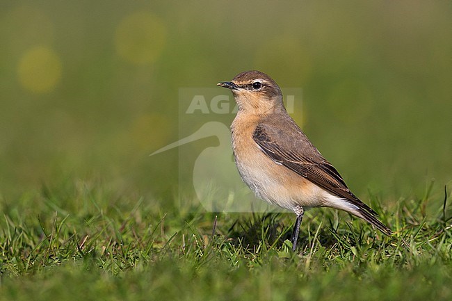 Vrouwtje Tapuit, Female Northern Wheatear stock-image by Agami/Daniele Occhiato,