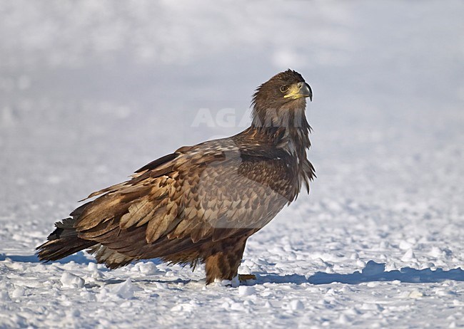 Onvolwassen Zeearend in zit; Immature White-tailed Eagle perched stock-image by Agami/Markus Varesvuo,