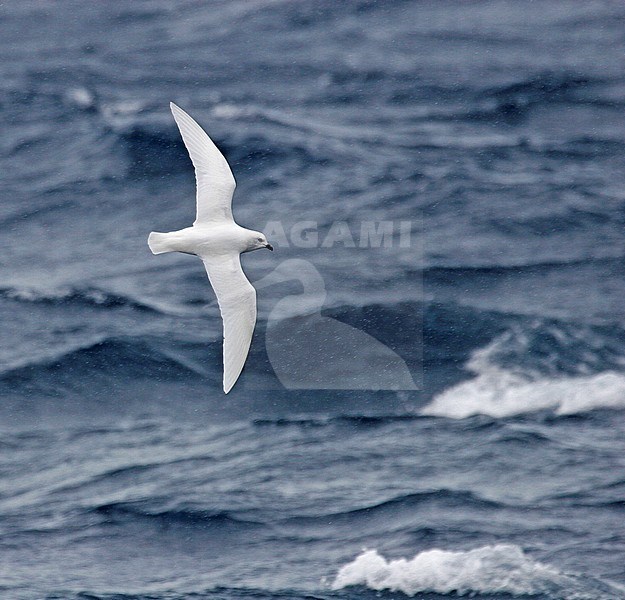 Snow Petrel (Pagodroma nivea) in flight over the southern atlantic ocean off Antarctica. stock-image by Agami/Pete Morris,